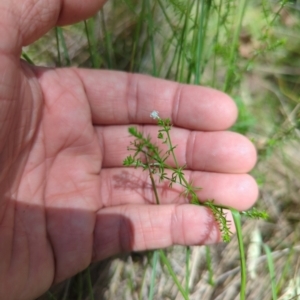 Asperula conferta at Micalong Gorge - 28 Dec 2023