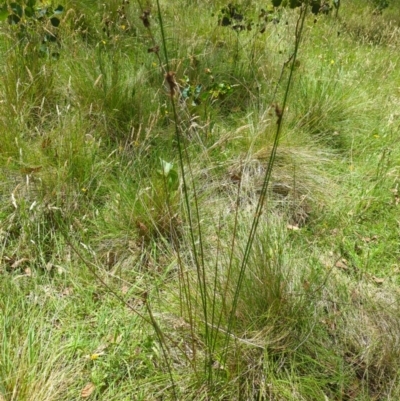 Juncus sp. (A Rush) at Micalong Gorge - 28 Dec 2023 by brettguy80