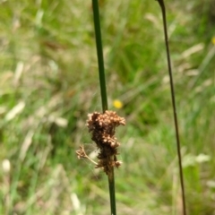 Juncus (genus) at Micalong Gorge - 28 Dec 2023 01:54 PM