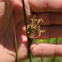 Juncus sp. at Micalong Gorge - 28 Dec 2023