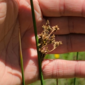 Juncus sp. at Micalong Gorge - 28 Dec 2023 01:54 PM