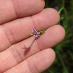 Epilobium billardiereanum subsp. hydrophilum at Micalong Gorge - 28 Dec 2023 by Wildlifewarrior80