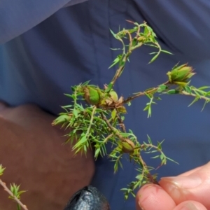 Styphelia humifusum at Micalong Gorge - 28 Dec 2023