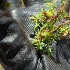 Styphelia humifusum at Micalong Gorge - 28 Dec 2023