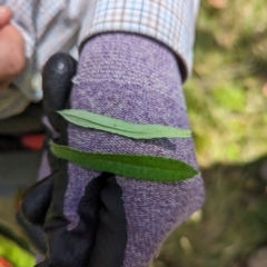 Coronidium monticola at Micalong Gorge - 28 Dec 2023