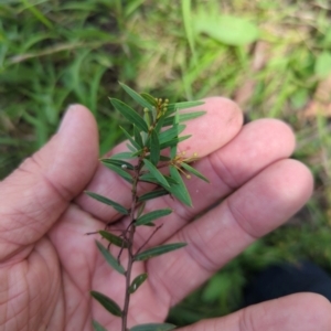 Acacia siculiformis at Micalong Gorge - 28 Dec 2023