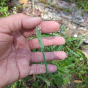 Holcus lanatus at Micalong Gorge - 28 Dec 2023 01:27 PM