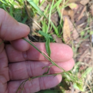 Rumex acetosella at Micalong Gorge - 28 Dec 2023 01:26 PM