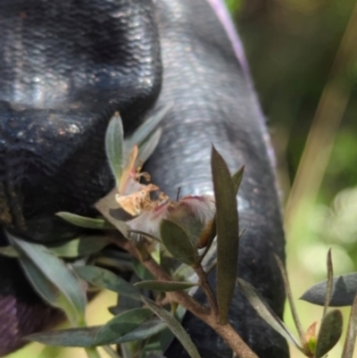 Leptospermum lanigerum (Woolly Teatree) at Micalong Gorge - 28 Dec 2023 by Wildlifewarrior80