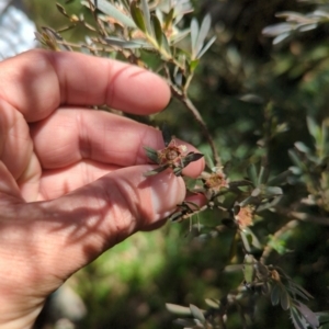 Leptospermum lanigerum at Micalong Gorge - 28 Dec 2023 01:21 PM