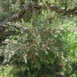 Leptospermum lanigerum at Micalong Gorge - 28 Dec 2023