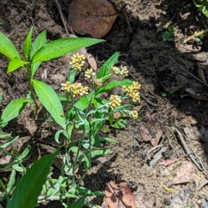 Pseudognaphalium luteoalbum at Micalong Gorge - 28 Dec 2023 01:17 PM