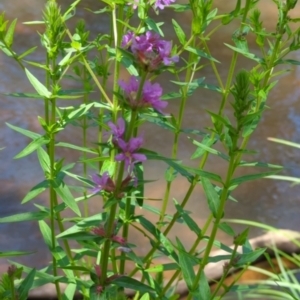 Lythrum salicaria at Micalong Gorge - 28 Dec 2023 01:15 PM