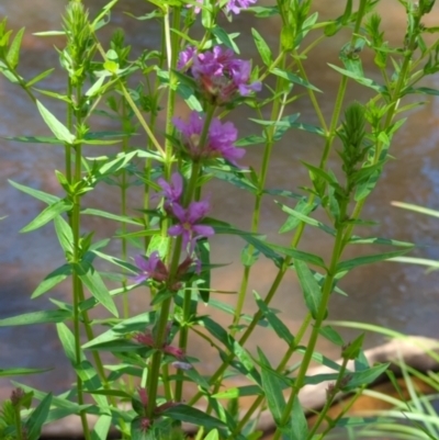 Lythrum salicaria (Purple Loosestrife) at Micalong Gorge - 28 Dec 2023 by brettguy80