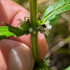 Lycopus australis (Native Gipsywort, Australian Gipsywort) at Micalong Gorge - 28 Dec 2023 by Wildlifewarrior80