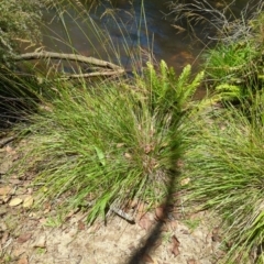 Poa sp. (A Snow Grass) at Micalong Gorge - 28 Dec 2023 by brettguy80