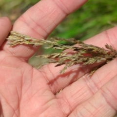 Poa sp. at Micalong Gorge - 28 Dec 2023