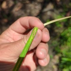 Poa sp. at Micalong Gorge - 28 Dec 2023