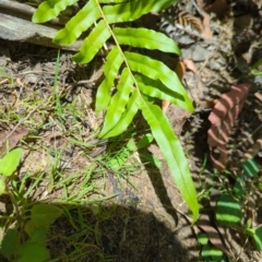 Blechnum wattsii (Hard Water Fern) at Micalong Gorge - 28 Dec 2023 by Wildlifewarrior80