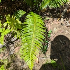 Blechnum nudum (Fishbone Water Fern) at Micalong Gorge - 28 Dec 2023 by brettguy80