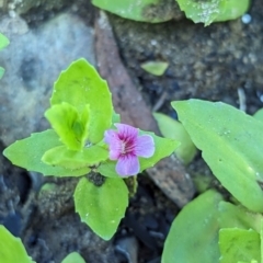 Gratiola peruviana (Australian Brooklime) at Micalong Gorge - 28 Dec 2023 by Wildlifewarrior80