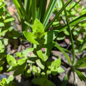 Gratiola peruviana at Micalong Gorge - 28 Dec 2023