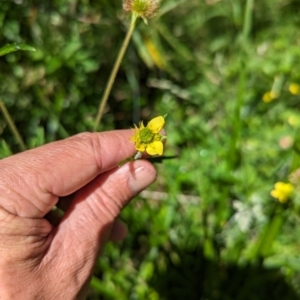 Geum urbanum at Micalong Gorge - 28 Dec 2023 12:20 PM