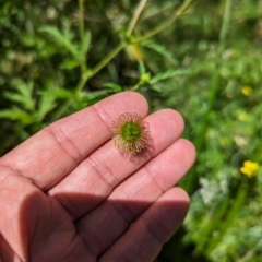 Geum urbanum at Micalong Gorge - 28 Dec 2023 12:20 PM