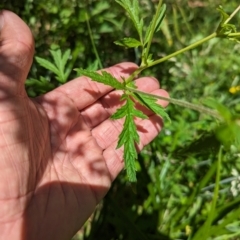 Geum urbanum at Micalong Gorge - 28 Dec 2023