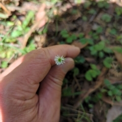 Lagenophora stipitata (Common Lagenophora) at Micalong Gorge - 28 Dec 2023 by Wildlifewarrior80