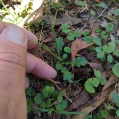 Lagenophora stipitata at Micalong Gorge - 28 Dec 2023 11:50 AM