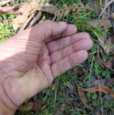 Lachnagrostis filiformis (Blown Grass) at Micalong Gorge - 28 Dec 2023 by Wildlifewarrior80