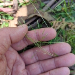 Lachnagrostis filiformis at Micalong Gorge - 28 Dec 2023 11:49 AM