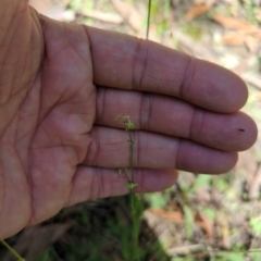 Galium gaudichaudii subsp. gaudichaudii (Rough Bedstraw) at Wee Jasper, NSW - 28 Dec 2023 by brettguy80