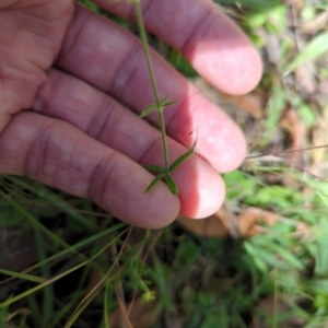 Galium gaudichaudii subsp. gaudichaudii at Micalong Gorge - 28 Dec 2023 11:40 AM