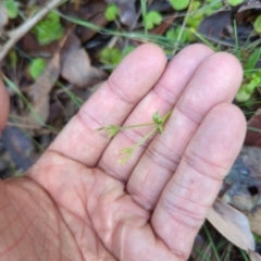Cerastium glomeratum (Sticky Mouse-ear Chickweed) at Micalong Gorge - 28 Dec 2023 by Wildlifewarrior80