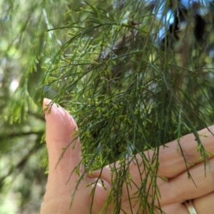 Exocarpos cupressiformis at Micalong Gorge - 28 Dec 2023