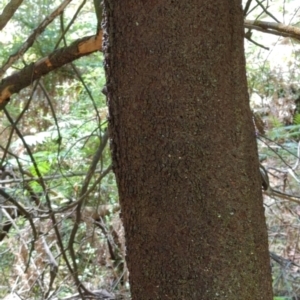 Exocarpos cupressiformis at Micalong Gorge - 28 Dec 2023