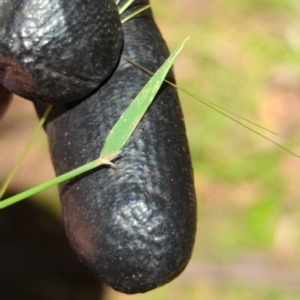 Lachnagrostis filiformis at Micalong Gorge - 28 Dec 2023