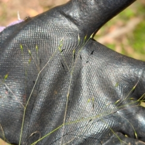 Lachnagrostis filiformis at Micalong Gorge - 28 Dec 2023 11:35 AM