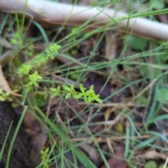 Galium leiocarpum (Maori Bedstraw) at Wee Jasper, NSW - 28 Dec 2023 by brettguy80