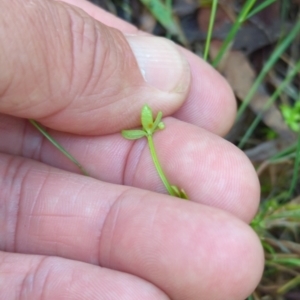 Galium leiocarpum at Micalong Gorge - 28 Dec 2023