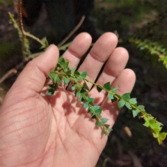 Acacia pravissima (Wedge-leaved Wattle, Ovens Wattle) at Micalong Gorge - 28 Dec 2023 by Wildlifewarrior80