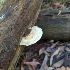 Unidentified Fungus at Micalong Gorge - 28 Dec 2023 by brettguy80