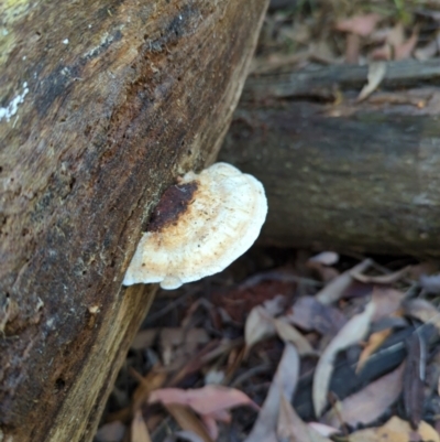Truncospora ochroleuca at Micalong Gorge - 28 Dec 2023 by Wildlifewarrior80
