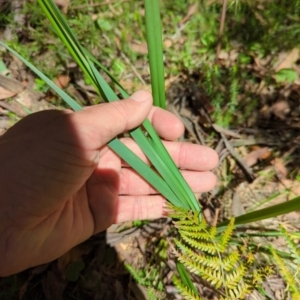 Dianella revoluta var. revoluta at Micalong Gorge - 28 Dec 2023