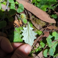 Cymbonotus sp. (preissianus or lawsonianus) at Micalong Gorge - 28 Dec 2023 11:25 AM