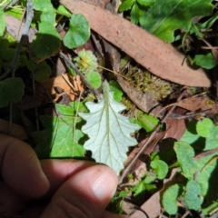 Cymbonotus sp. (preissianus or lawsonianus) at Micalong Gorge - 28 Dec 2023