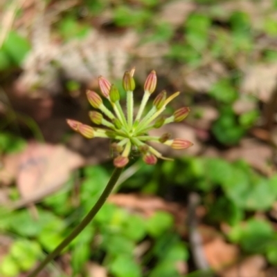 Oreomyrrhis eriopoda (Australian Carraway) at Micalong Gorge - 28 Dec 2023 by brettguy80