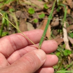 Lachnagrostis filiformis (Blown Grass) at Micalong Gorge - 28 Dec 2023 by Wildlifewarrior80